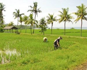 Bali B 6709 The start of a peaceful workday-10