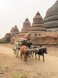 Bur F 7718 oxen and pagodas of Mruak