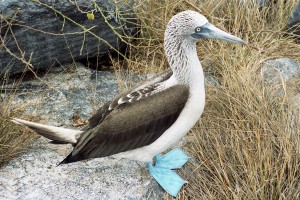 Ecu335-12A Blue-footed Booby Galapagos-P